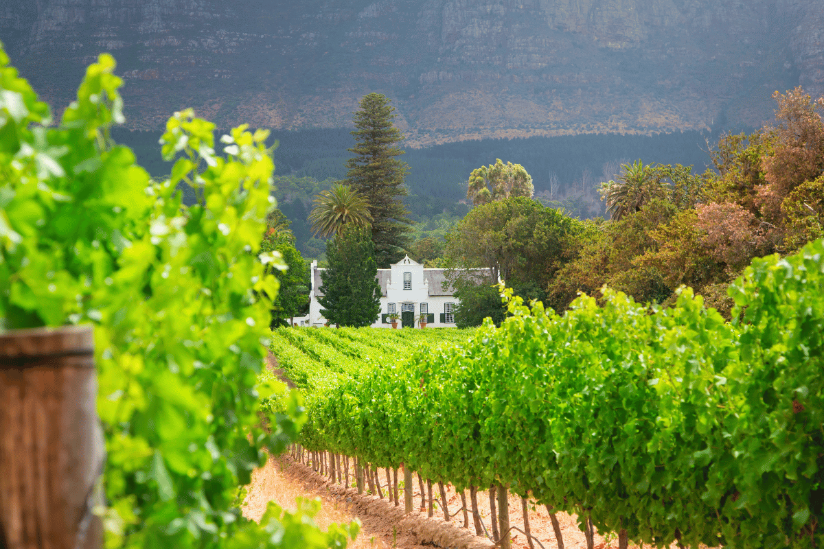 Gida Travel and Tours Cape Winelands