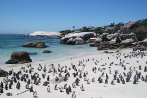 Boulders Beach Cape Town